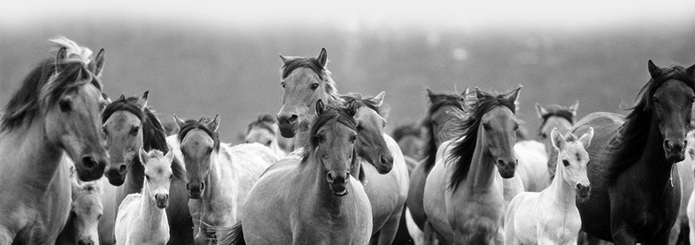 Sistema Meu Vetec Cavalos Correndo